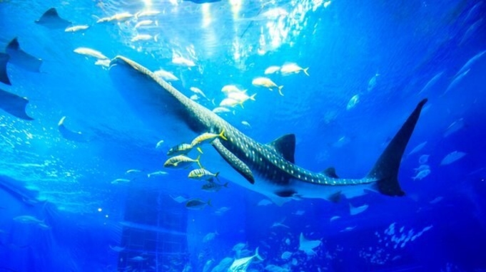 【沖縄美ら海水族館チケット付】沖縄の大自然を満喫プラン（素泊まり）